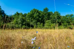 6.100 m² Bosgrond (één perceel) in Kula - Bulgarije