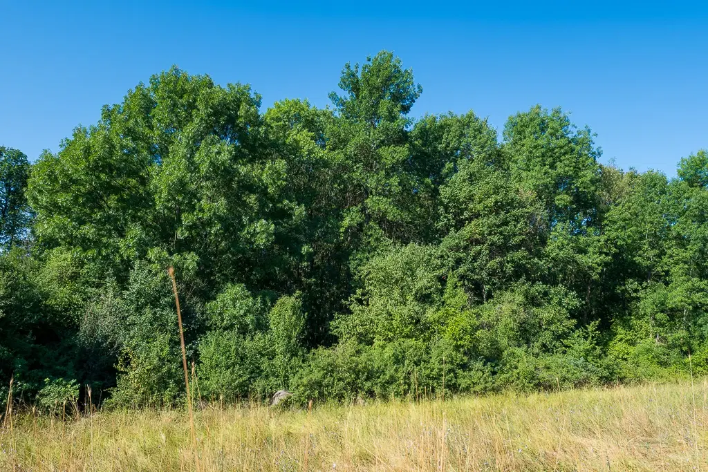 6.100 m² Bosgrond (één perceel) in Kula - Bulgarije