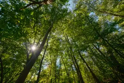 6.100 m² Bosgrond (één perceel) in Kula - Bulgarije