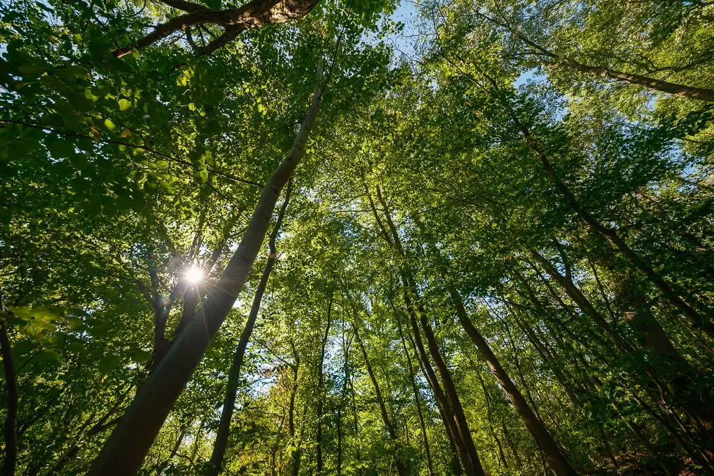 6.100 m² Bosgrond (één perceel) in Kula - Bulgarije
