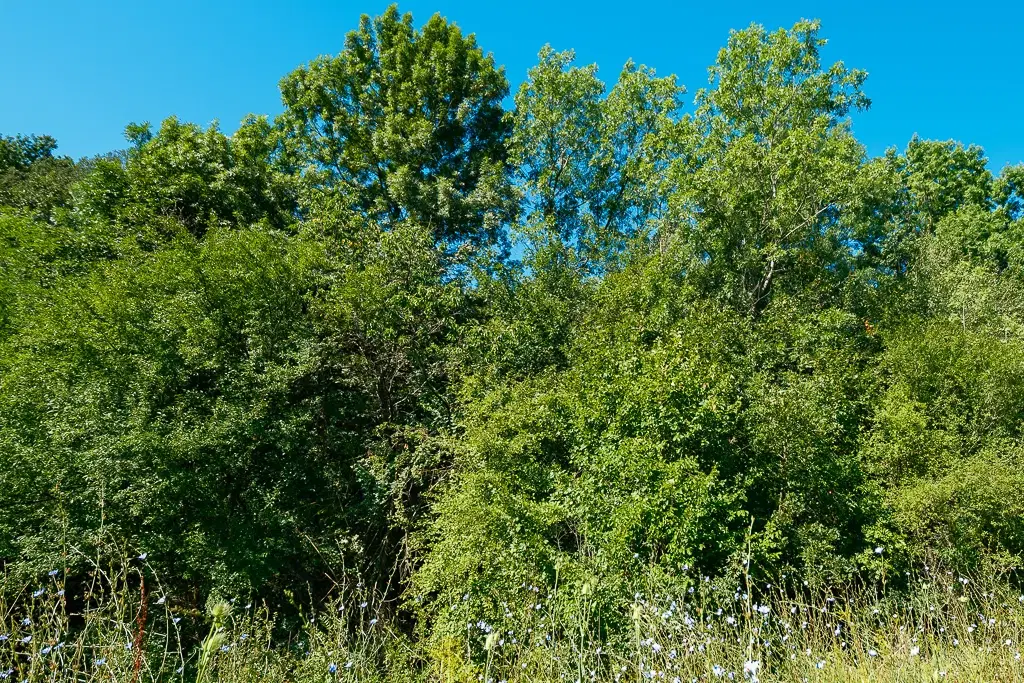 6.100 m² Bosgrond (één perceel) in Kula - Bulgarije