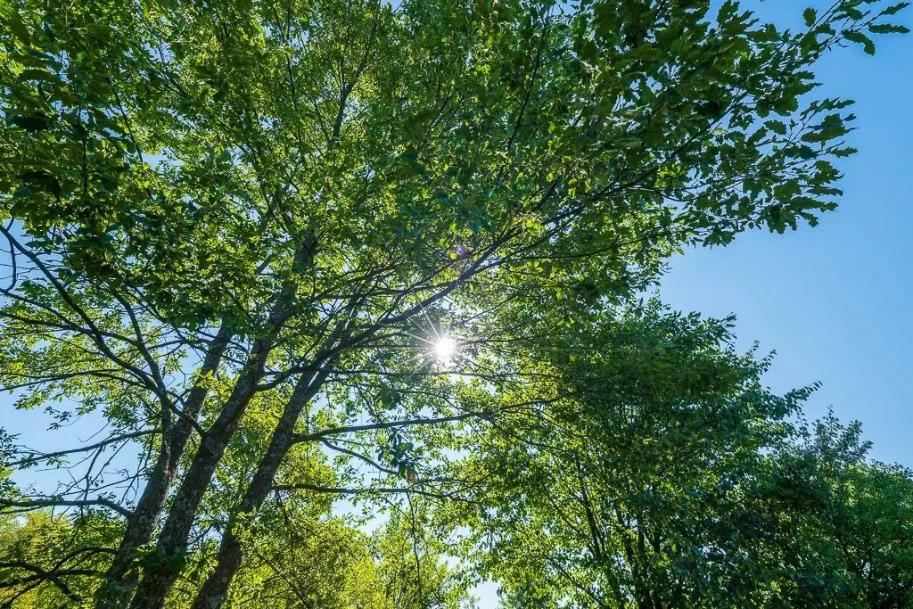 6.100 m² Bosgrond (één perceel) in Kula - Bulgarije