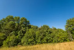 6.100 m² Bosgrond (één perceel) in Kula - Bulgarije
