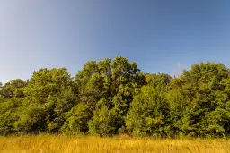 6.100 m² Bosgrond (één perceel) in Kula - Bulgarije