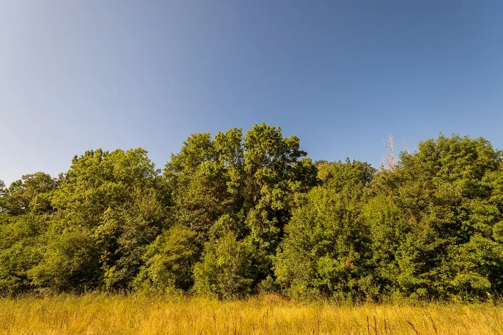 6.100 m² Bosgrond (één perceel) in Kula - Bulgarije