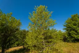 6.100 m² Bosgrond (één perceel) in Kula - Bulgarije