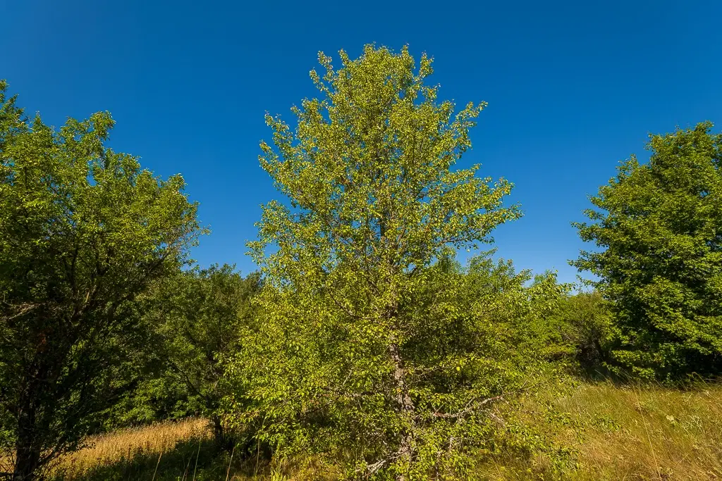 6.100 m² Bosgrond (één perceel) in Kula - Bulgarije