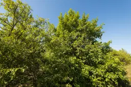 6.100 m² Bosgrond (één perceel) in Kula - Bulgarije