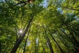 6.100 m² Bosgrond (één perceel) in Kula - Bulgarije