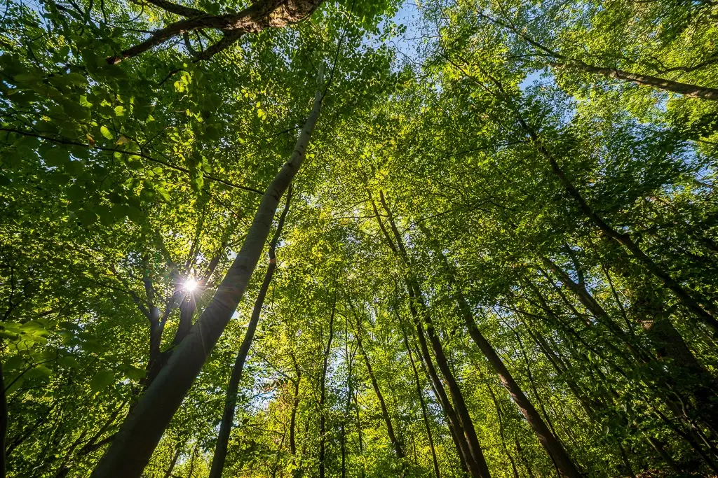 6.100 m² Bosgrond (één perceel) in Kula - Bulgarije