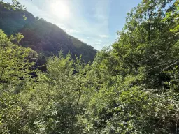 Bosgrond 370 m² in Cochem - Duitsland