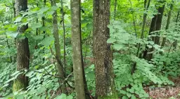 Bosgrond 71.985 m² in Vasilyovo, Lovech - Bulgarije