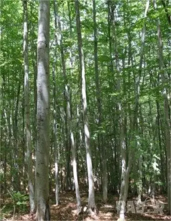 Bosgrond 71.985 m² in Vasilyovo, Lovech - Bulgarije