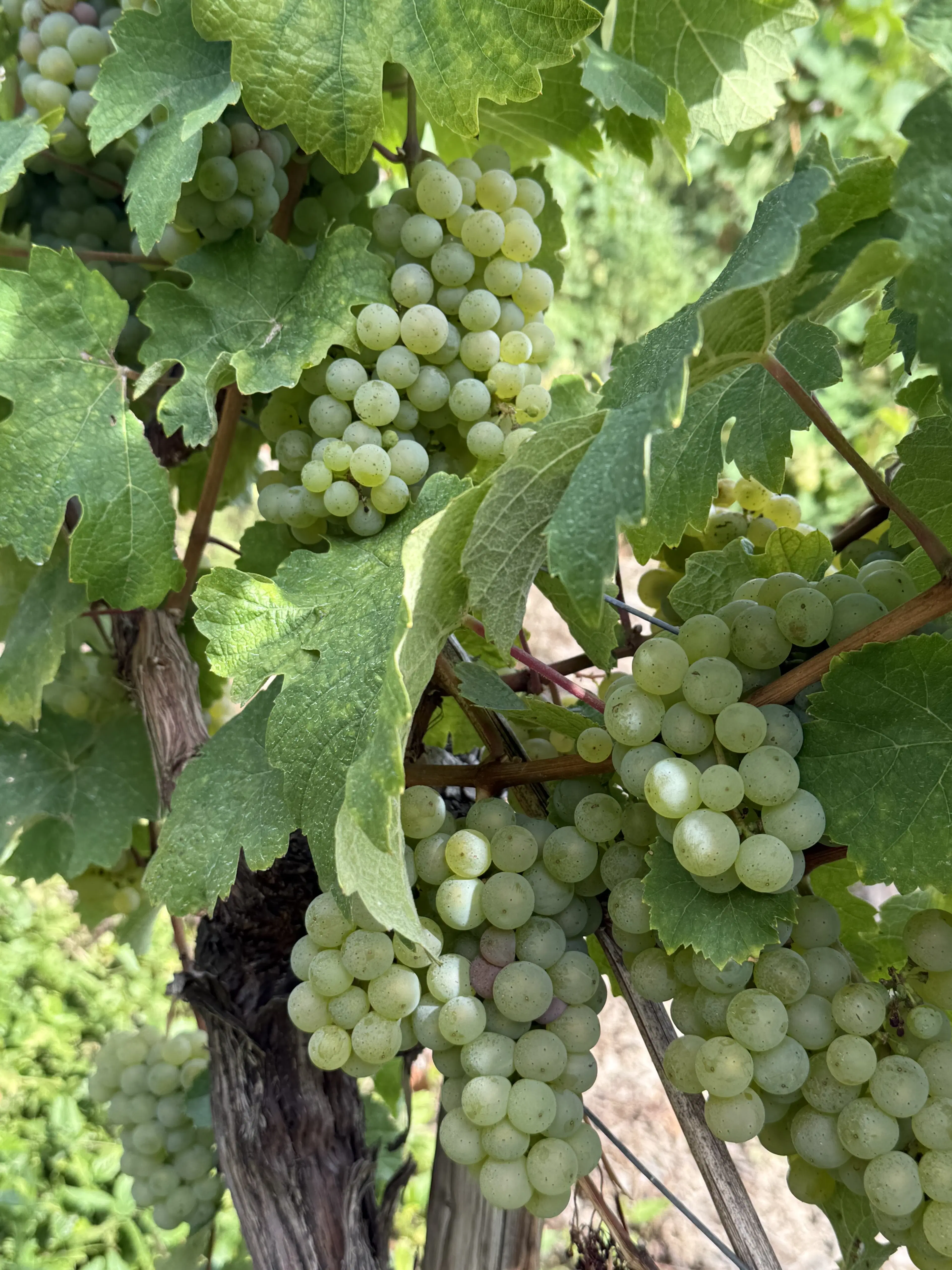 Wijngaard totaal 1.525 m² met Riesling aan de Moezel in Cochem - Duitsland