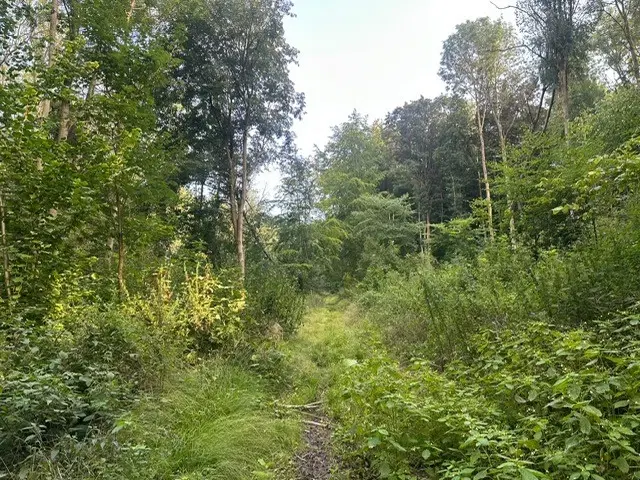 Ca. Hectare eigendoms perceel Bosgrond te Kirchohmfeld - Duitsland