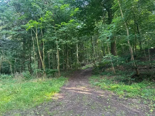 Ca. Hectare eigendoms perceel Bosgrond te Kirchohmfeld - Duitsland