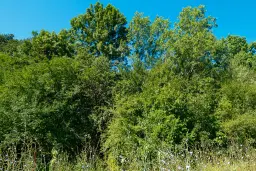 6.100 m² Bosgrond - Kula, Shipikova Mahala - Bulgarije
