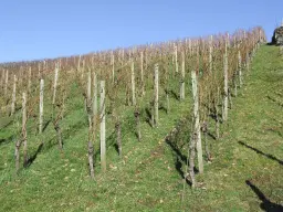 Wijngaard met Dornfelder druiven en appelbomen van totaal 2.072 m² nabij Heilbronn - Duitsland
