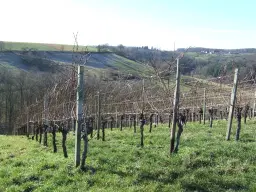 Wijngaard met Dornfelder druiven en appelbomen van totaal 2.072 m² nabij Heilbronn - Duitsland