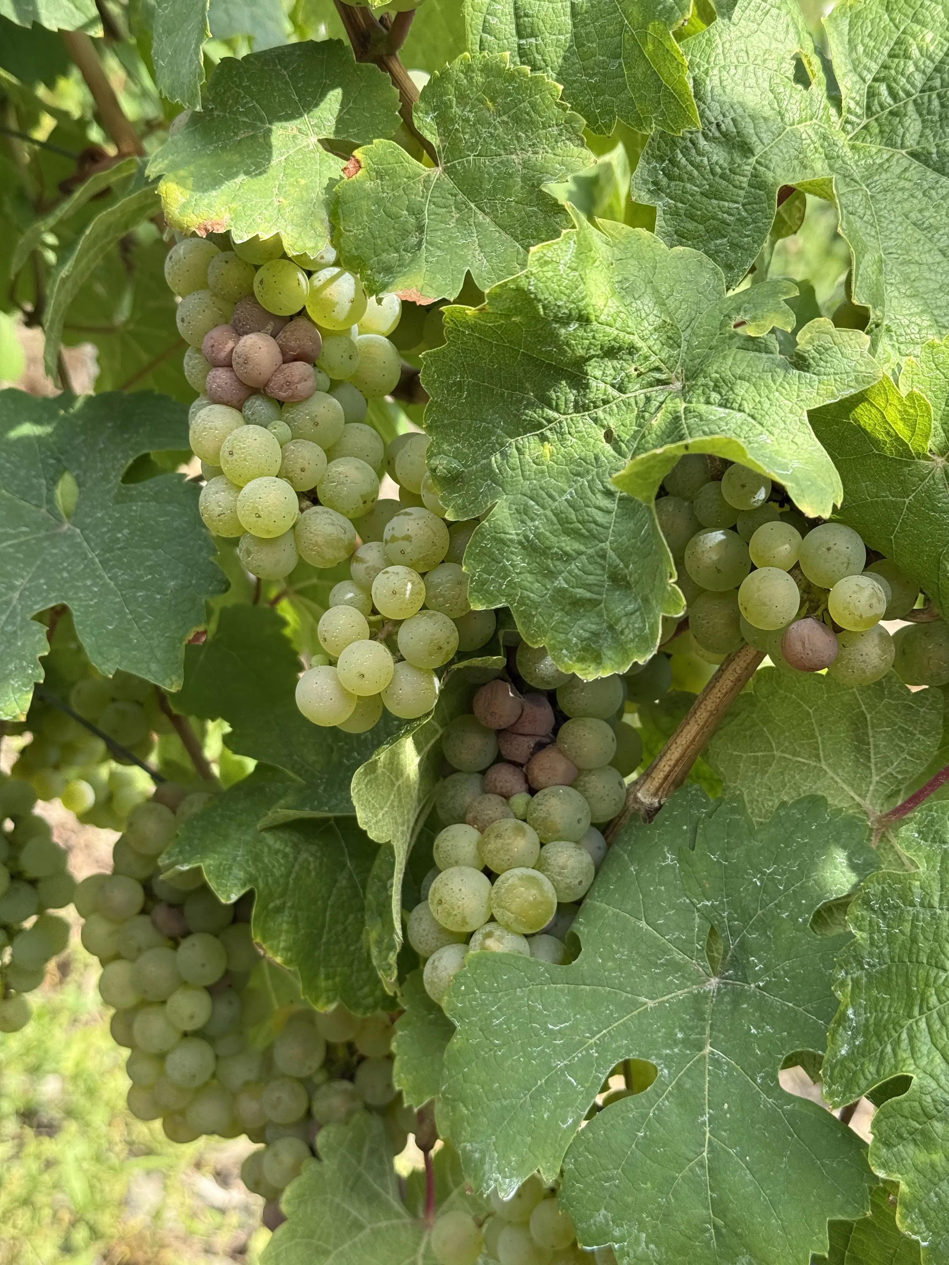 Wijngaard met Dornfelder druiven en appelbomen van totaal 2.072 m² nabij Heilbronn - Duitsland