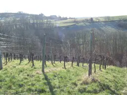 Wijngaard met Dornfelder druiven en appelbomen van totaal 2.072 m² nabij Heilbronn - Duitsland