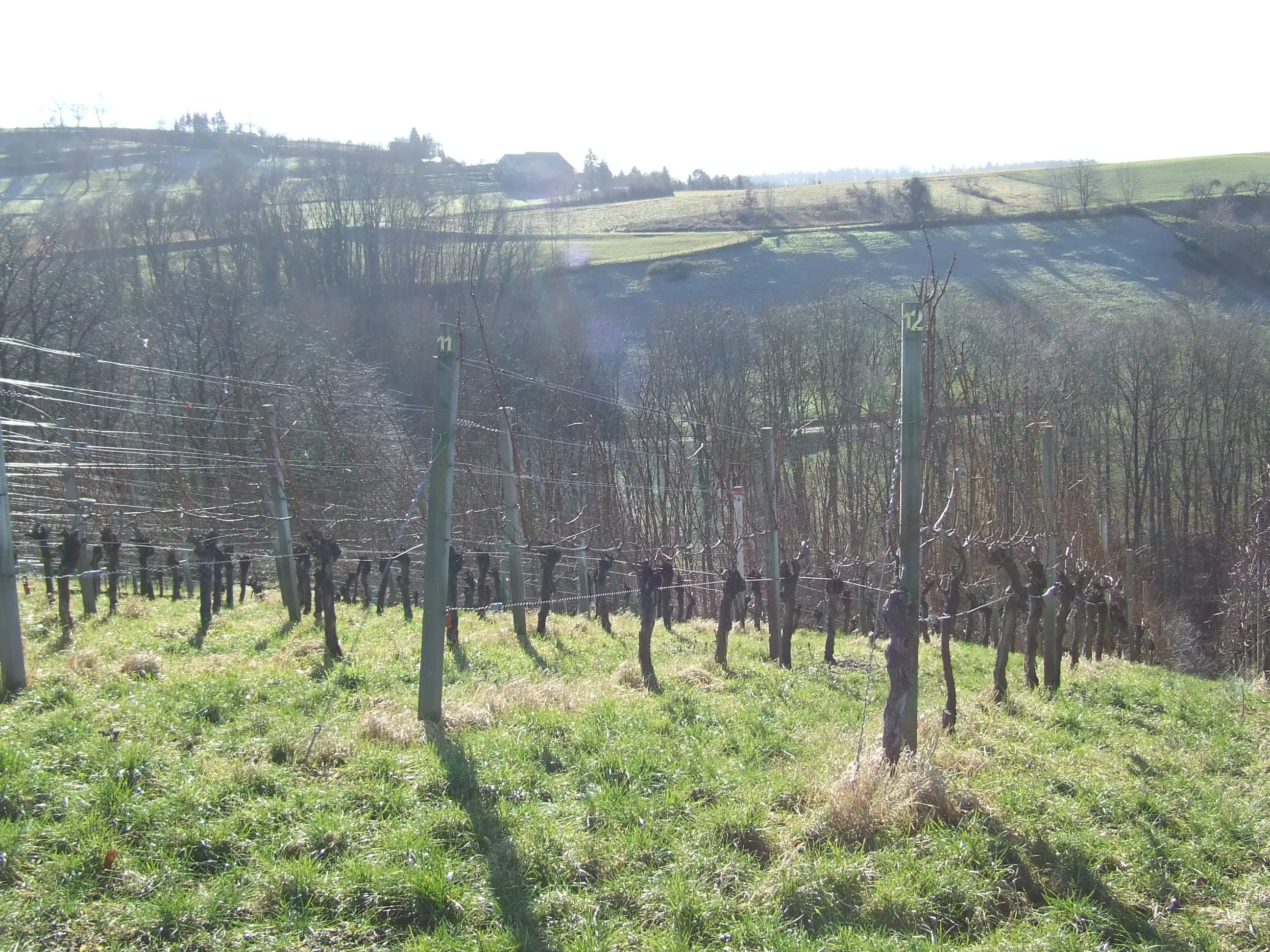 Wijngaard met Dornfelder druiven en appelbomen van totaal 2.072 m² nabij Heilbronn - Duitsland