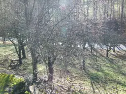 Wijngaard met Dornfelder druiven en appelbomen van totaal 2.072 m² nabij Heilbronn - Duitsland