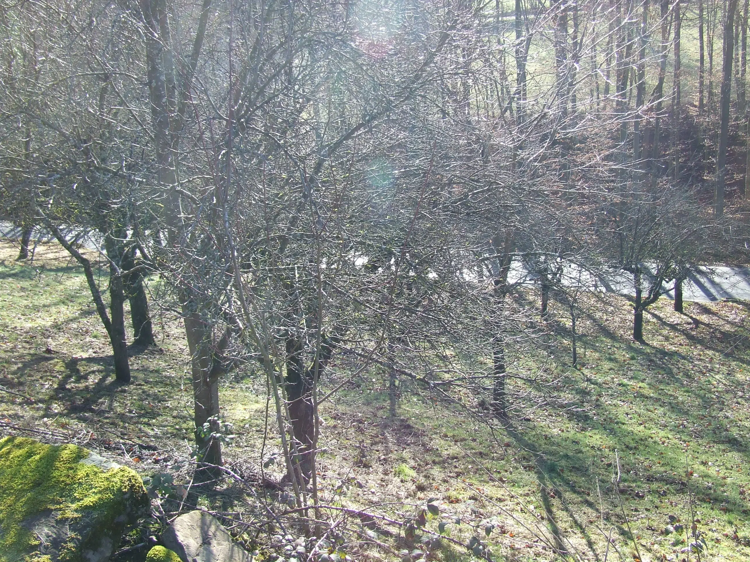 Wijngaard met Dornfelder druiven en appelbomen van totaal 2.072 m² nabij Heilbronn - Duitsland