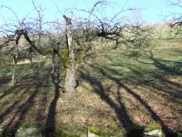 Wijngaard met Dornfelder druiven en appelbomen van totaal 2.072 m² nabij Heilbronn - Duitsland