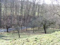Wijngaard met Dornfelder druiven en appelbomen van totaal 2.072 m² nabij Heilbronn - Duitsland
