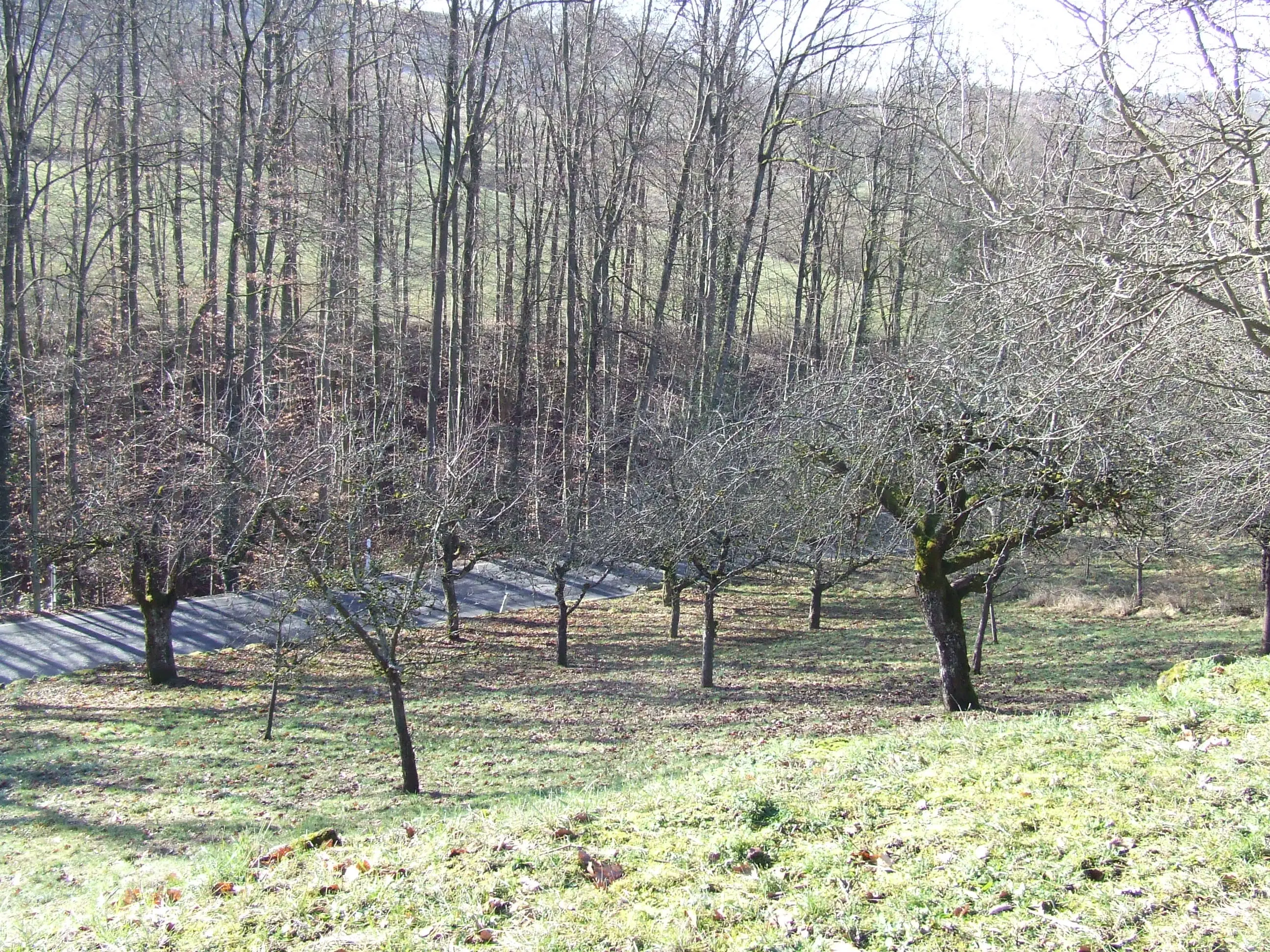 Wijngaard met Dornfelder druiven en appelbomen van totaal 2.072 m² nabij Heilbronn - Duitsland