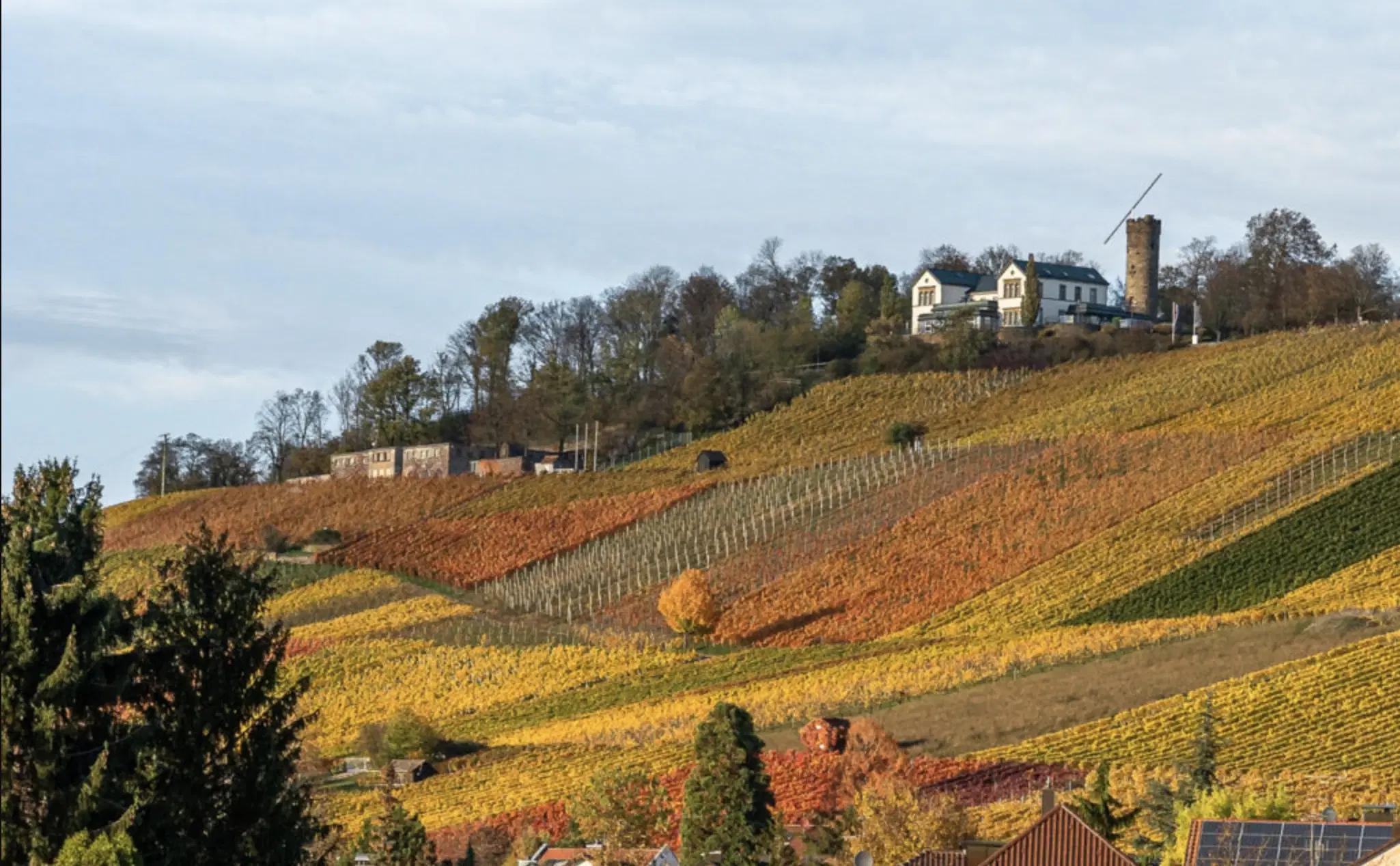 Wijngaard met Dornfelder druiven en appelbomen van totaal 2.072 m² nabij Heilbronn - Duitsland