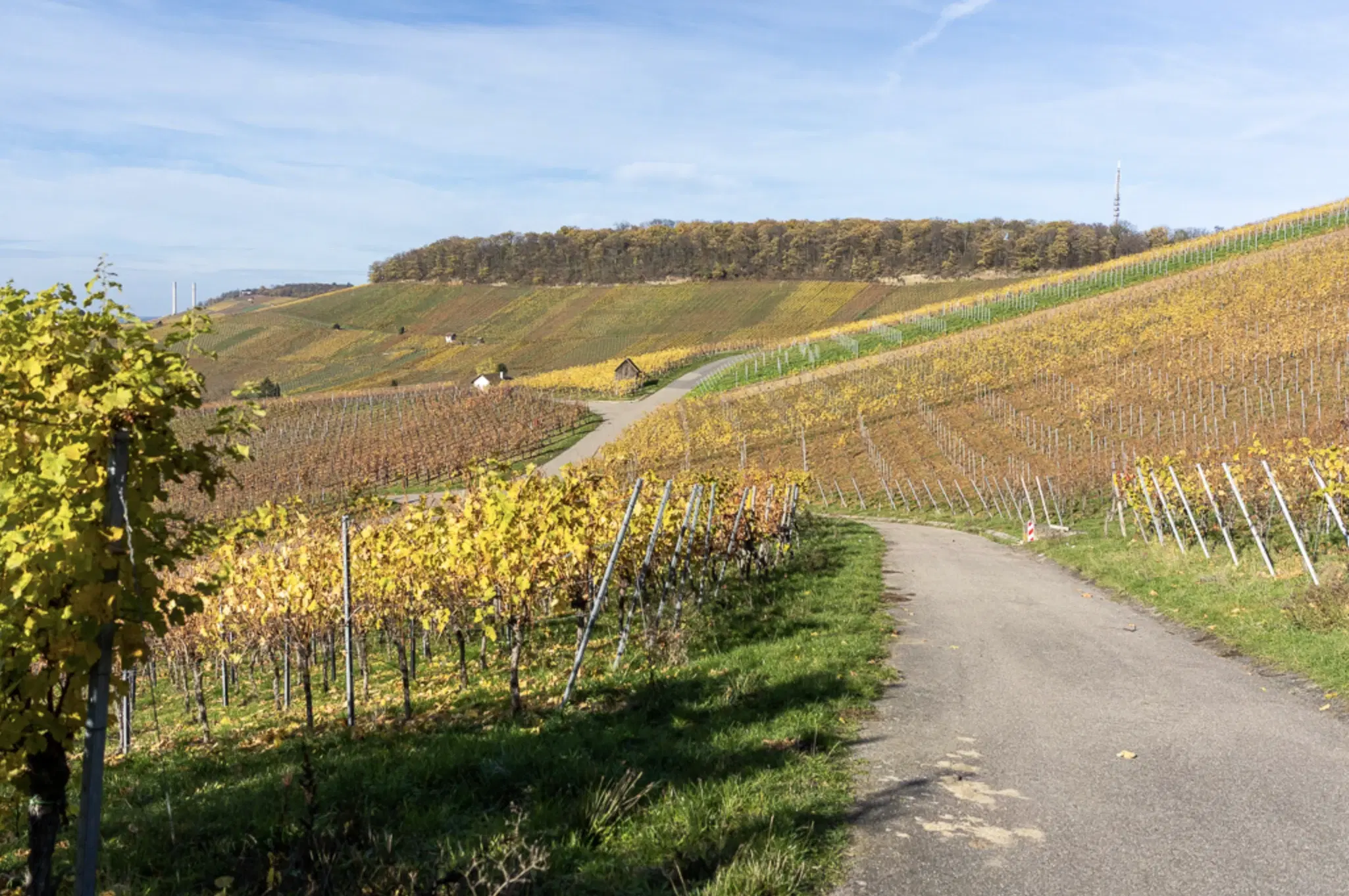 Wijngaard met Dornfelder druiven en appelbomen van totaal 2.072 m² nabij Heilbronn - Duitsland