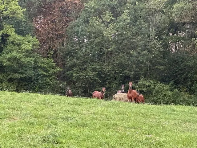 650 m² eigendomsperceel Röttingen, Bayern - Duitsland