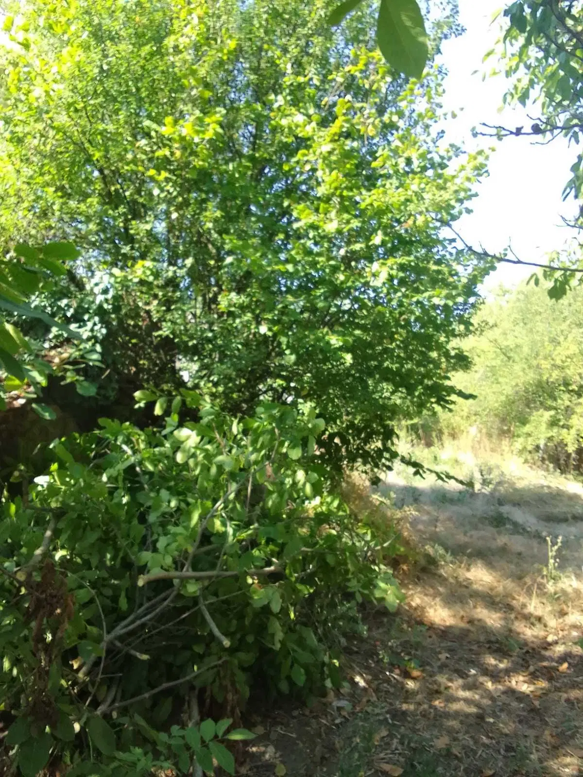 1.011 m² grond met een klassiek Balkanhuis en bijgebouw in Izvor Mahala - Bulgarije