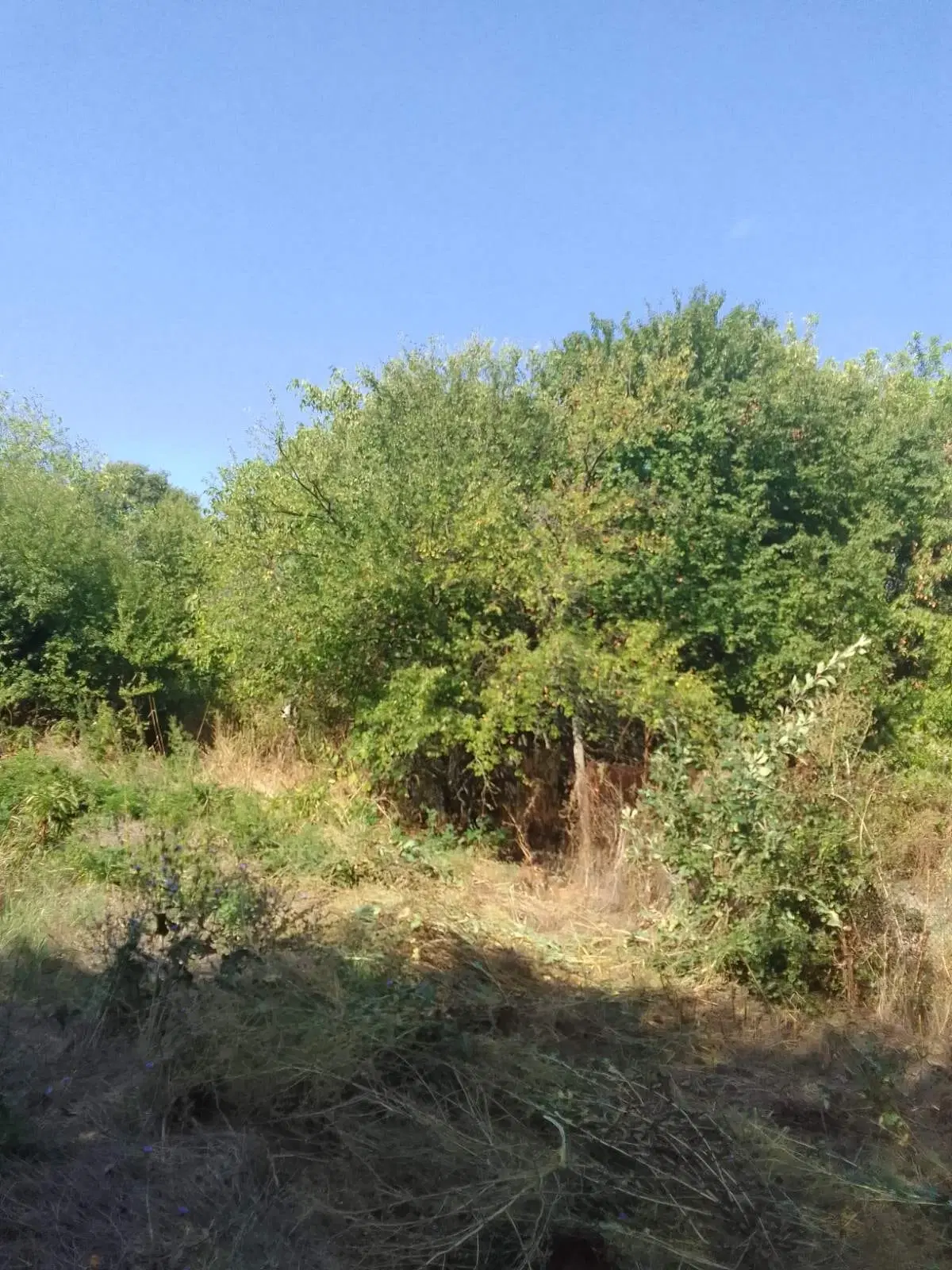 1.011 m² grond met een klassiek Balkanhuis en bijgebouw in Izvor Mahala - Bulgarije