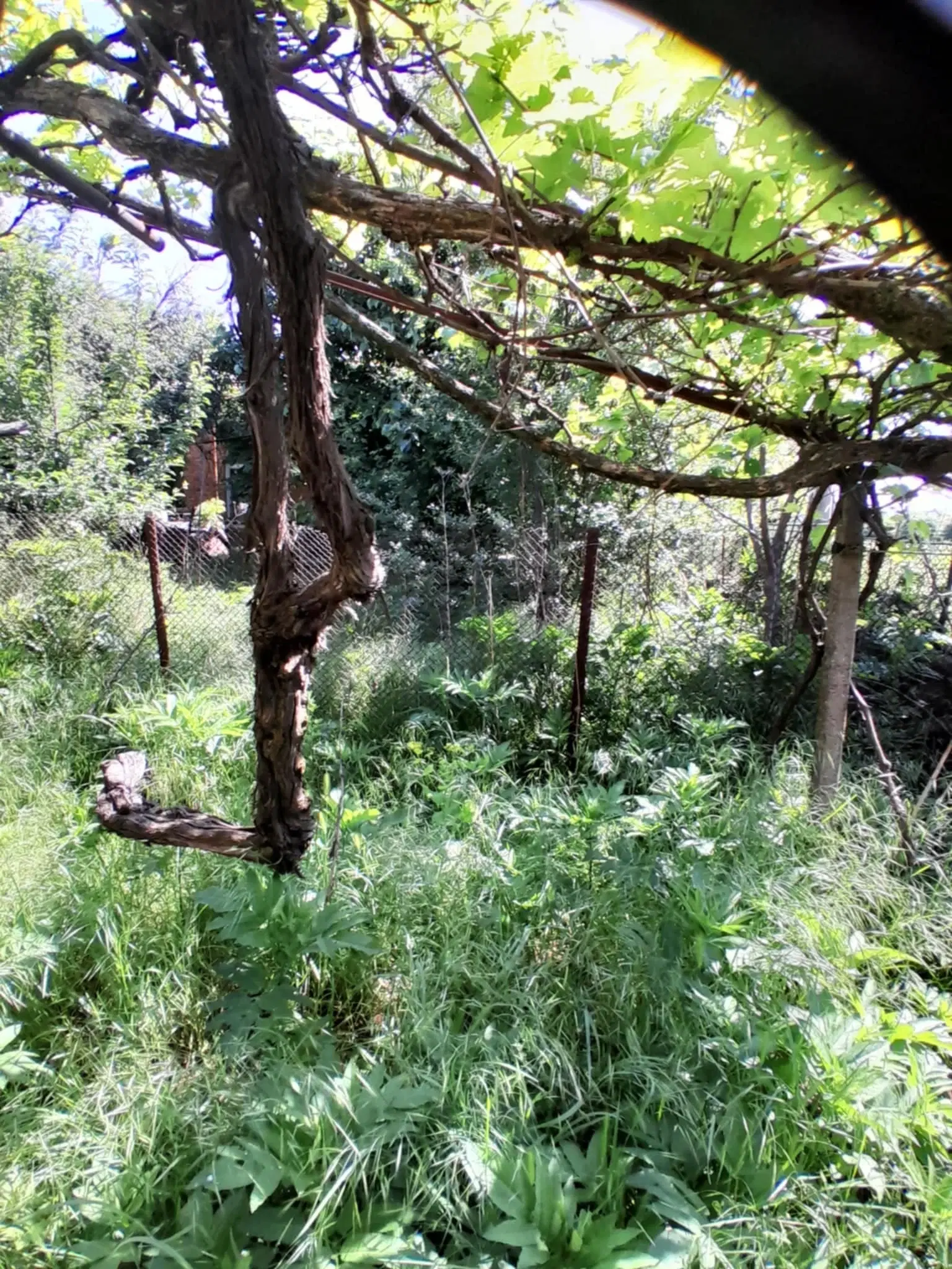 2 huizen op 2.480 m² land en bijgebouwen in Rakovitsa, Vidin - Bulgarije