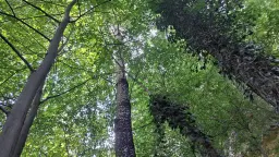 152.460 m² bosgrond in Suhindol, Veliko Tarnovo - Bulgarije