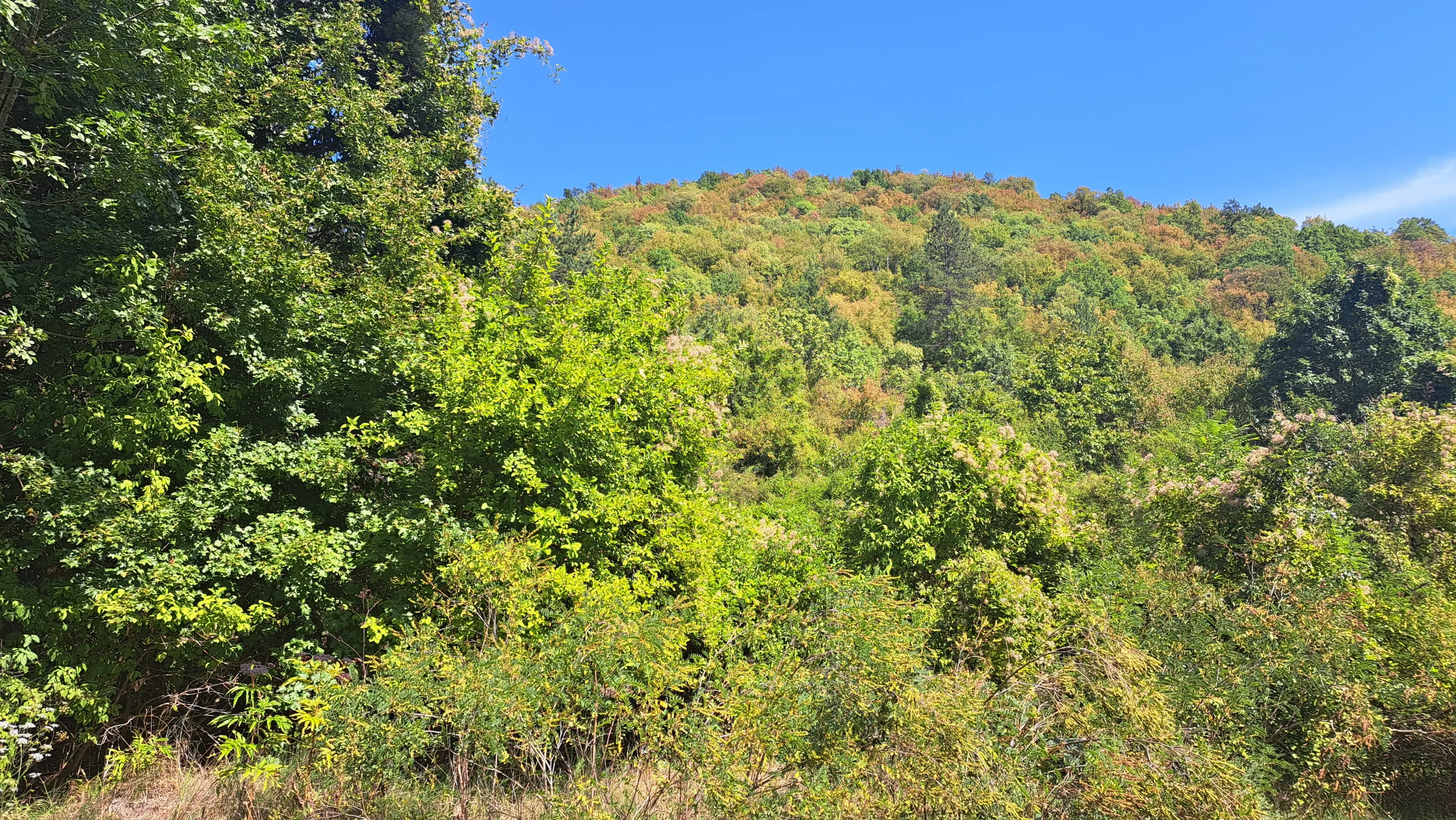 152.460 m² bosgrond in Suhindol, Veliko Tarnovo - Bulgarije