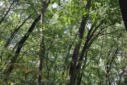 Schilderachtig bosgebied nabij water van 2.600 m² in Poletkovsti, Vidin - Bulgarije