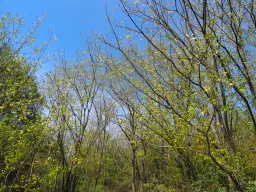 Schilderachtig bosgebied nabij water van 2.600 m² in Poletkovsti, Vidin - Bulgarije
