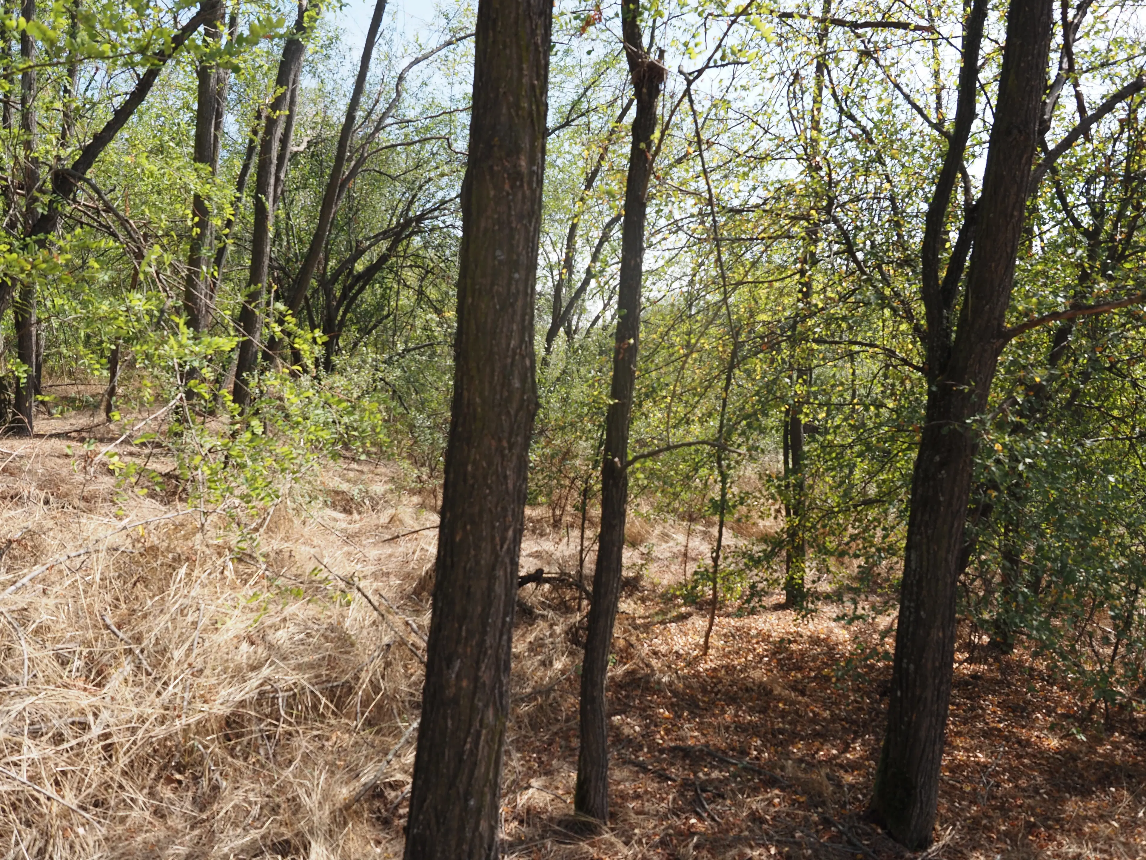 Schilderachtig bosgebied nabij water van 2.600 m² in Poletkovsti, Vidin - Bulgarije