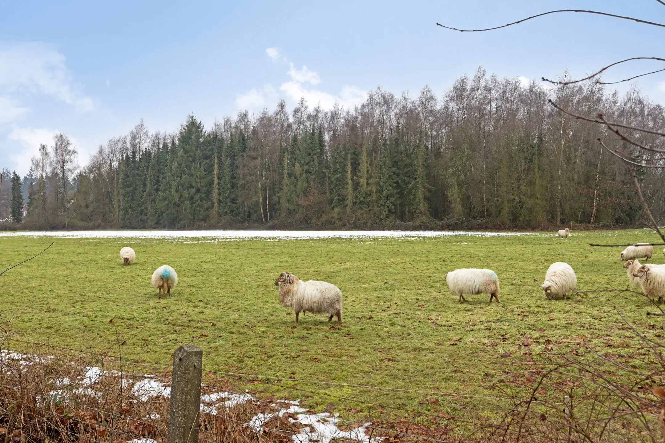 Wenum Wiesel, Zwolseweg 388 AC