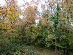 6.513 m² bosgrond in de regio Belogradchik - Bulgarije