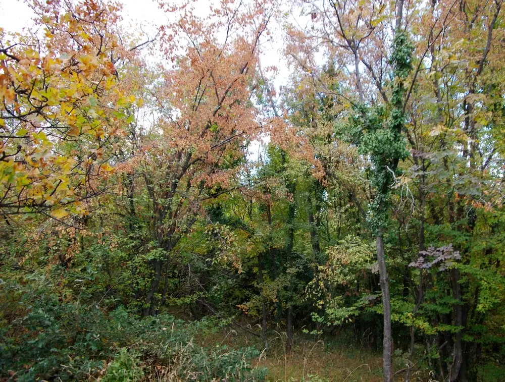 6.513 m² bosgrond in de regio Belogradchik - Bulgarije