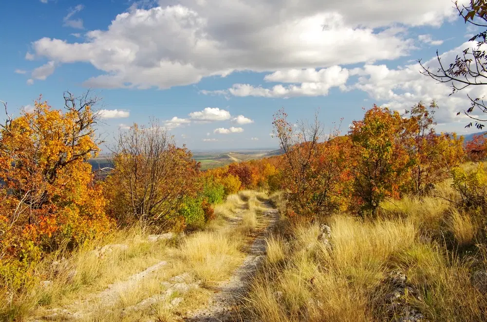 6.513 m² bosgrond in de regio Belogradchik - Bulgarije