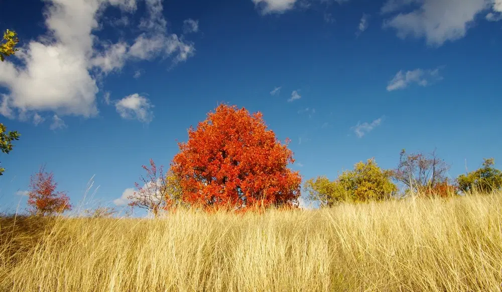 6.513 m² bosgrond in de regio Belogradchik - Bulgarije
