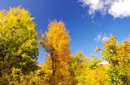 6.513 m² bosgrond in de regio Belogradchik - Bulgarije