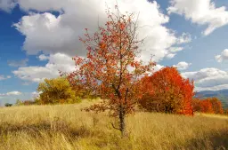 6.513 m² bosgrond in de regio Belogradchik - Bulgarije