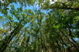 45.863 m² bosgrond in Brankovtsi, Vidin - Bulgarije